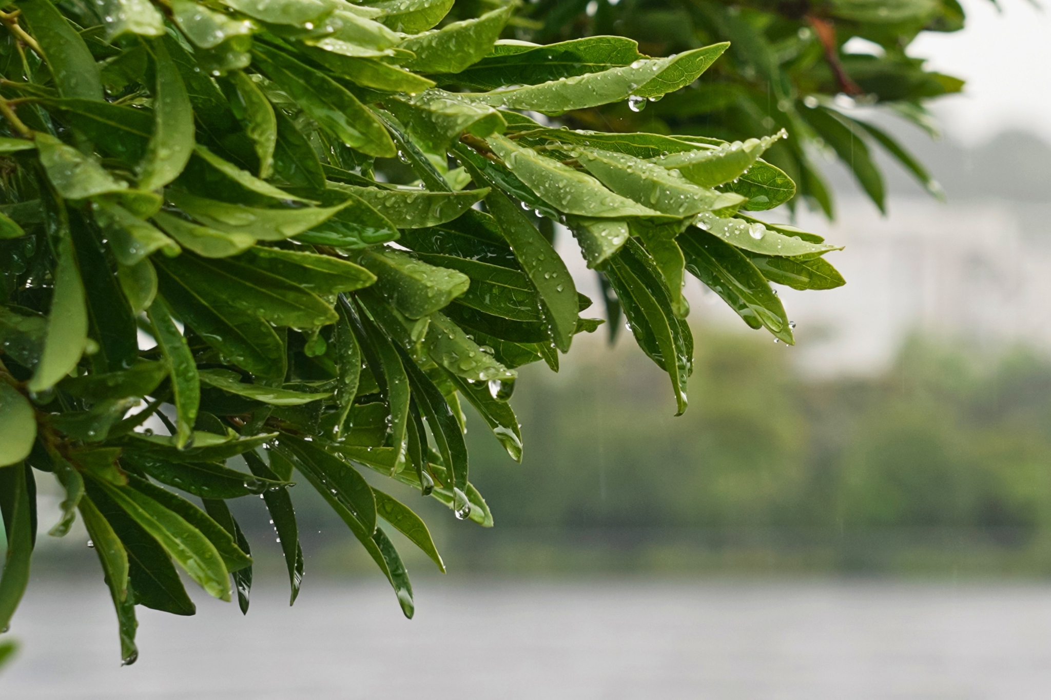 Rainy Day Activities - Angsana Laguna Phuket 